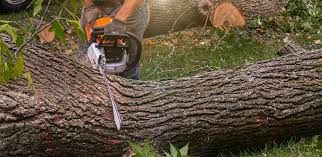 Best Leaf Removal  in Wintersville, OH
