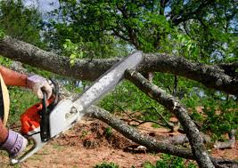 Best Tree Removal  in Wintersville, OH