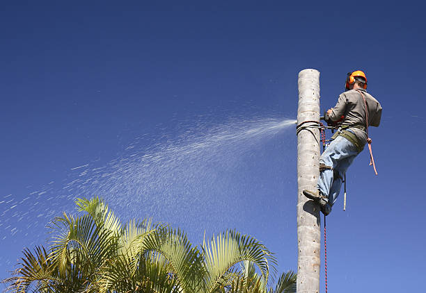 Best Arborist Consultation Services  in Wintersville, OH