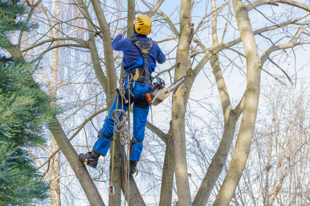 Best Commercial Tree Services  in Wintersville, OH