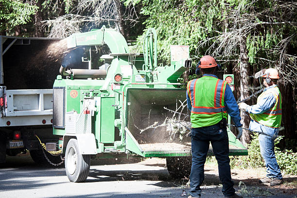 Best Stump Grinding and Removal  in Wintersville, OH