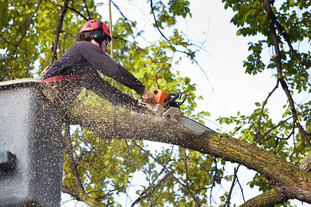  Wintersville, OH Tree Care Pros