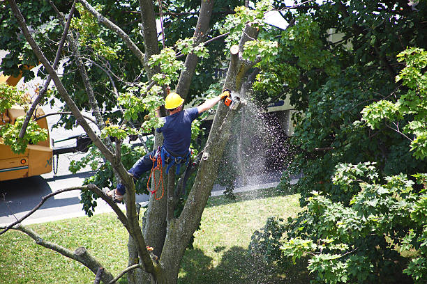 Best Grass Overseeding  in Wintersville, OH
