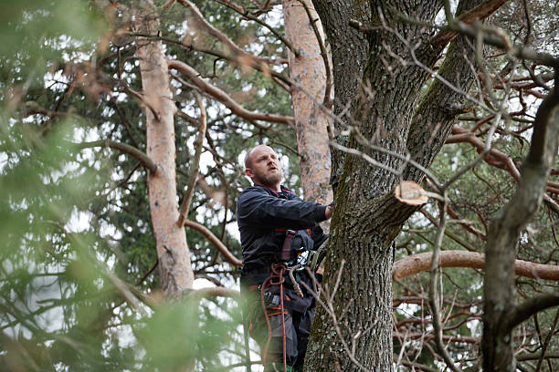 Wintersville, OH Tree Care Company