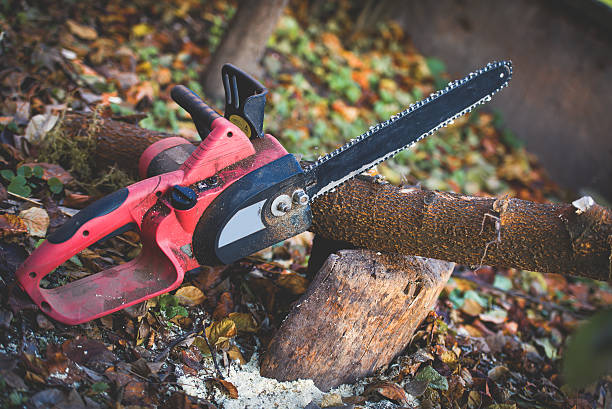 Best Storm Damage Tree Cleanup  in Wintersville, OH