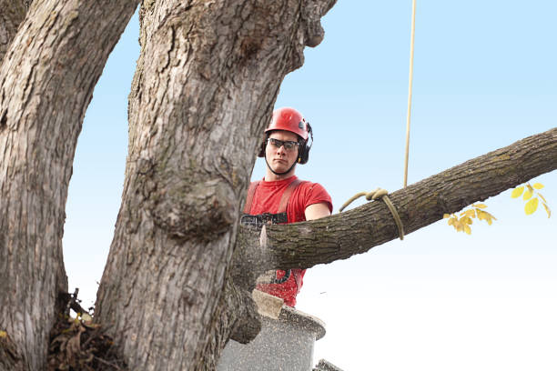 How Our Tree Care Process Works  in  Wintersville, OH